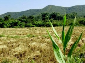 Agriculture in NEH