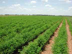Agriculture in NEH