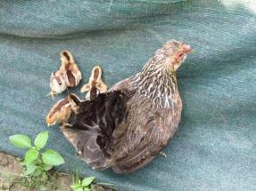 Poultry